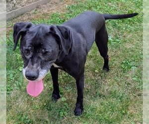 American Pit Bull Terrier Dogs for adoption in Akron, OH, USA