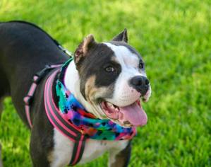 American Staffordshire Terrier-Staffordshire Bull Terrier Mix Dogs for adoption in Lake Jackson, TX, USA