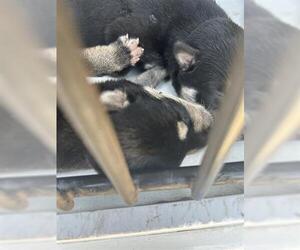 German Shepherd Dog-Unknown Mix Dogs for adoption in Houston, TX, USA