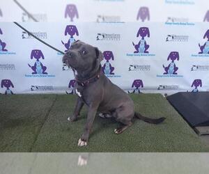 American Bulldog-Unknown Mix Dogs for adoption in Orlando, FL, USA