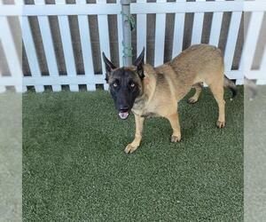 Mutt Dogs for adoption in Modesto, CA, USA