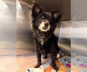 Chihuahua Dogs for adoption in Rancho Cucamonga, CA, USA