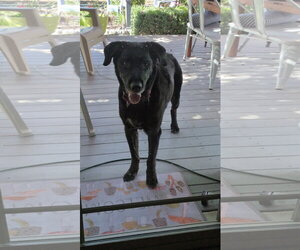 Labrador Retriever-Unknown Mix Dogs for adoption in Sandy, UT, USA
