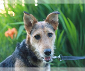 Airedale Terrier-Collie Mix Dogs for adoption in Cookeville, TN, USA
