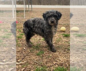 Poodle (Miniature) Dogs for adoption in Holly Springs, NC, USA