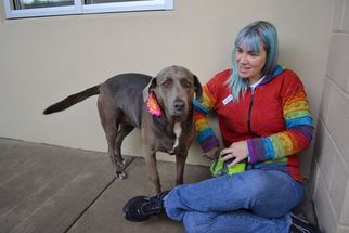 Labmaraner Dogs for adoption in McKinney, TX, USA