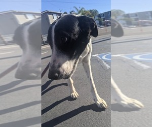 Border Collie-English Foxhound Mix Dogs for adoption in El Cajon, CA, USA