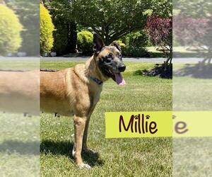 Mutt Dogs for adoption in Millburn, NJ, USA