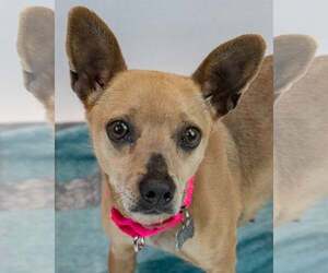 Chihuahua-Unknown Mix Dogs for adoption in Kennesaw, GA, USA
