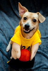 Jack-A-Bee Dogs for adoption in Kennesaw, GA, USA