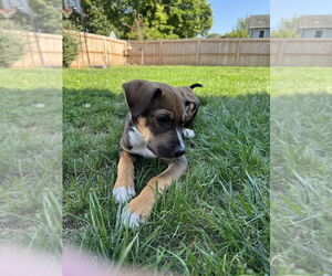 Beagle-Unknown Mix Dogs for adoption in Springdale, PA, USA