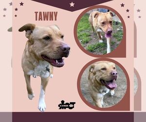 Retriever -Unknown Mix Dogs for adoption in Lindsay, CA, USA