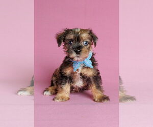Mutt Dogs for adoption in McKinney, TX, USA