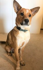 Carolina Dog Dogs for adoption in Genesee, WI, USA