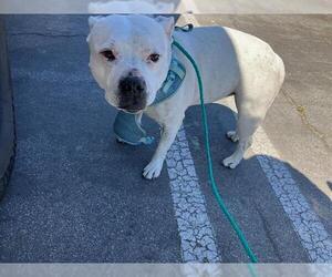 Staffordshire Bull Terrier Dogs for adoption in Orange, CA, USA