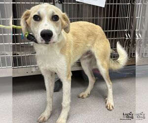 Labrenees Dogs for adoption in Washington, DC, USA