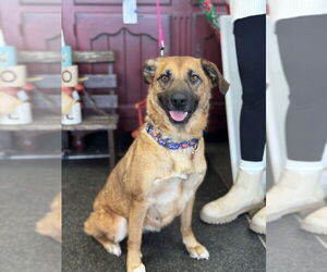 Mutt Dogs for adoption in Mundelein, IL, USA