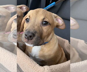 Bullypit Dogs for adoption in Oakhurst, NJ, USA