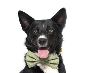 Australian Kelpie Dogs for adoption in Santa Maria, CA, USA