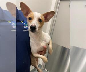 Rat-Cha Dogs for adoption in Baytown, TX, USA