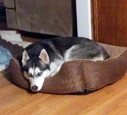Siberian Husky Dogs for adoption in Maple Grove, MN, USA