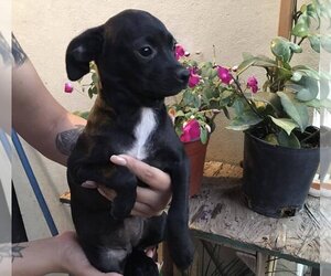 Chiweenie Dogs for adoption in San Diego , CA, USA