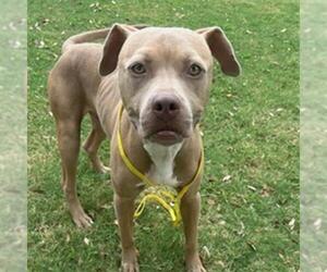 American Pit Bull Terrier-Unknown Mix Dogs for adoption in Texas City, TX, USA