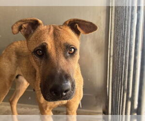 German Shepherd Dog-Unknown Mix Dogs for adoption in San Bernardino, CA, USA