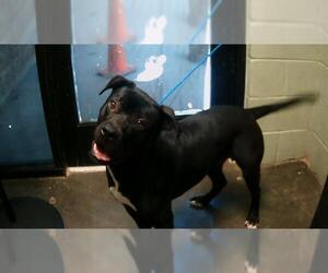 American Staffordshire Terrier Dogs for adoption in Tulsa, OK, USA