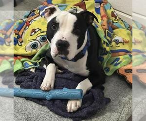 American Staffordshire Terrier-Unknown Mix Dogs for adoption in Las Vegas, NV, USA