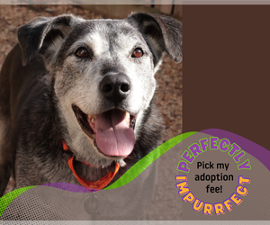 Mutt Dogs for adoption in Philadelphia, PA, USA