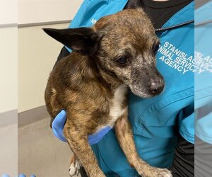 Chihuahua Dogs for adoption in Modesto, CA, USA
