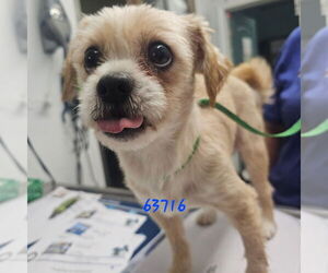 Border Terrier-Unknown Mix Dogs for adoption in Chico, CA, USA