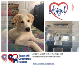 Mutt Dogs for adoption in Lillian, TX, USA