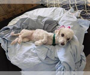 Maltese-Unknown Mix Dogs for adoption in Las Vegas, NV, USA