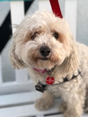 Poodle (Miniature) Dogs for adoption in West Hollywood, CA, USA