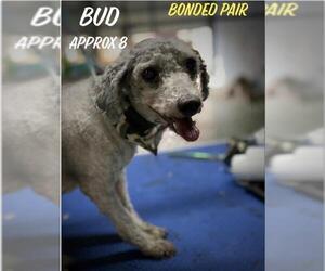 Poodle (Standard) Dogs for adoption in Columbia, TN, USA
