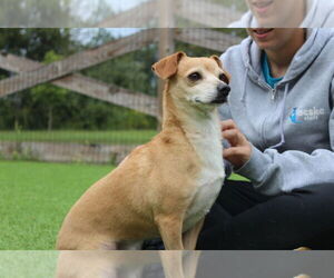 Chiweenie Dogs for adoption in Chestertown, MD, USA