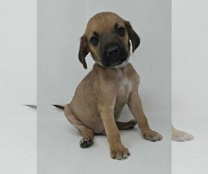 Labrador Retriever-Unknown Mix Dogs for adoption in Brewster, NY, USA