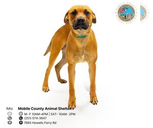 Black Mouth Cur Dogs for adoption in Mobile, AL, USA