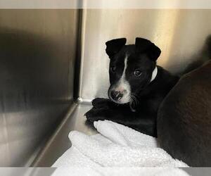 Australian Kelpie-Unknown Mix Dogs for adoption in Pasadena, CA, USA