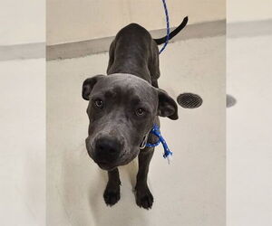 Mutt Dogs for adoption in Fremont, CA, USA