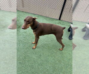 Doberman Pinscher Dogs for adoption in Norco, CA, USA