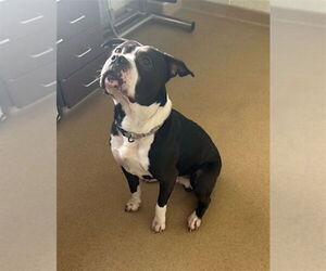 American Pit Bull Terrier Dogs for adoption in Derwood, MD, USA