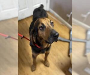 Bloodhound Dogs for adoption in Rockaway, NJ, USA