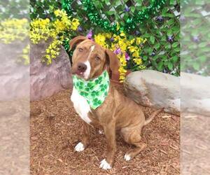 American Pit Bull Terrier Dogs for adoption in Oklahoma City, OK, USA