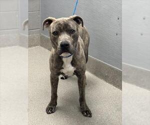 American Pit Bull Terrier-Unknown Mix Dogs for adoption in Las Vegas, NV, USA