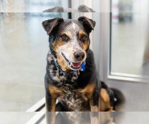 Mutt Dogs for adoption in Fort Collins, CO, USA
