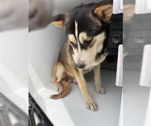Siberian Husky-Unknown Mix Dogs for adoption in Houston, TX, USA