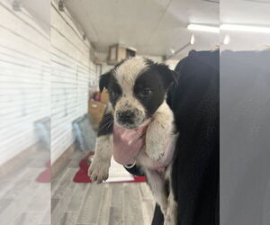 Mutt Dogs for adoption in Calgary, Alberta, Canada